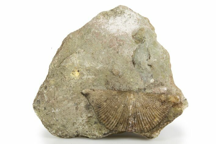 Fossil Brachiopod (Cyrtospirifer) - Russia #322165